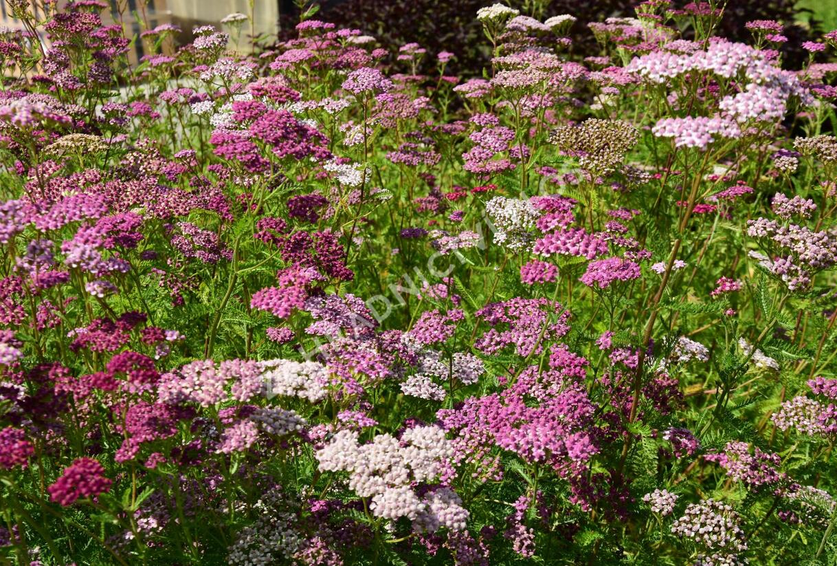 Řebříček obecný 'Kirschkönigin' - Achillea millefolium 'Kirschkönigin'