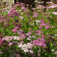 Řebříček obecný 'Kirschkönigin' - Achillea millefolium 'Kirschkönigin'