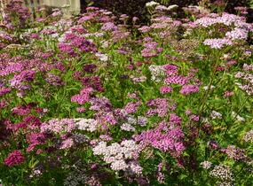 Řebříček obecný 'Kirschkönigin' - Achillea millefolium 'Kirschkönigin'