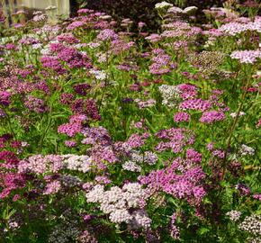 Řebříček obecný 'Kirschkönigin' - Achillea millefolium 'Kirschkönigin'