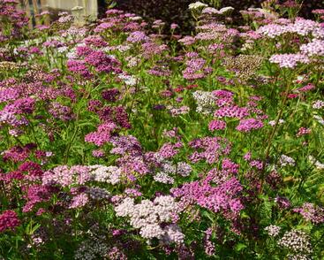 Řebříček obecný 'Kirschkönigin'