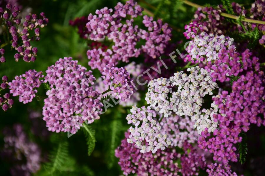 Řebříček obecný 'Kirschkönigin' - Achillea millefolium 'Kirschkönigin'