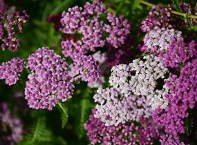 Řebříček obecný 'Kirschkönigin' - Achillea millefolium 'Kirschkönigin'