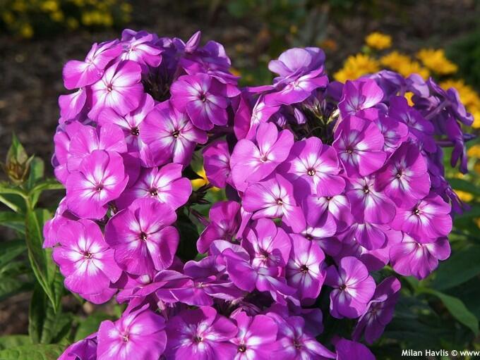 Plamenka latnatá 'Adessa Special Purple Star' - Phlox paniculata 'Adessa Special Purple Star'