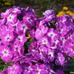 Plamenka latnatá 'Adessa Special Purple Star' - Phlox paniculata 'Adessa Special Purple Star'