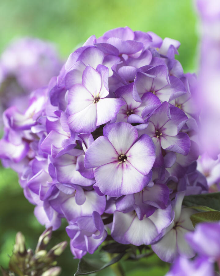 Plamenka latnatá 'Sweet Summer Purple Bicolor' - Phlox paniculata 'Sweet Summer Purple Bicolor'