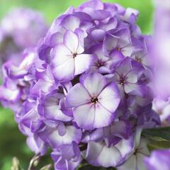Plamenka latnatá 'Sweet Summer Purple Bicolor' - Phlox paniculata 'Sweet Summer Purple Bicolor'