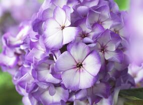Plamenka latnatá 'Sweet Summer Purple Bicolor' - Phlox paniculata 'Sweet Summer Purple Bicolor'