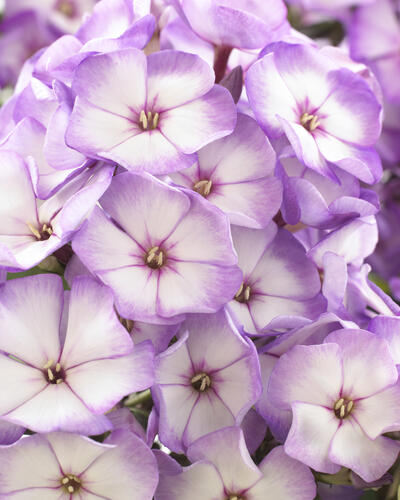 Plamenka latnatá 'Sweet Summer Purple Bicolor' - Phlox paniculata 'Sweet Summer Purple Bicolor'