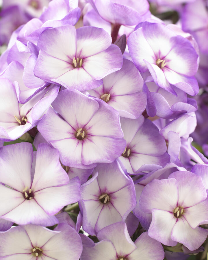 Plamenka latnatá 'Sweet Summer Purple Bicolor' - Phlox paniculata 'Sweet Summer Purple Bicolor'