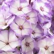 Plamenka latnatá 'Sweet Summer Purple Bicolor' - Phlox paniculata 'Sweet Summer Purple Bicolor'