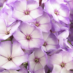 Plamenka latnatá 'Sweet Summer Purple Bicolor' - Phlox paniculata 'Sweet Summer Purple Bicolor'
