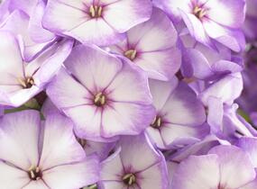 Plamenka latnatá 'Sweet Summer Purple Bicolor' - Phlox paniculata 'Sweet Summer Purple Bicolor'