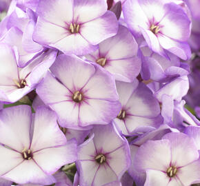 Plamenka latnatá 'Sweet Summer Purple Bicolor' - Phlox paniculata 'Sweet Summer Purple Bicolor'