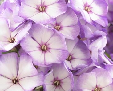 Plamenka latnatá 'Sweet Summer Purple Bicolor'