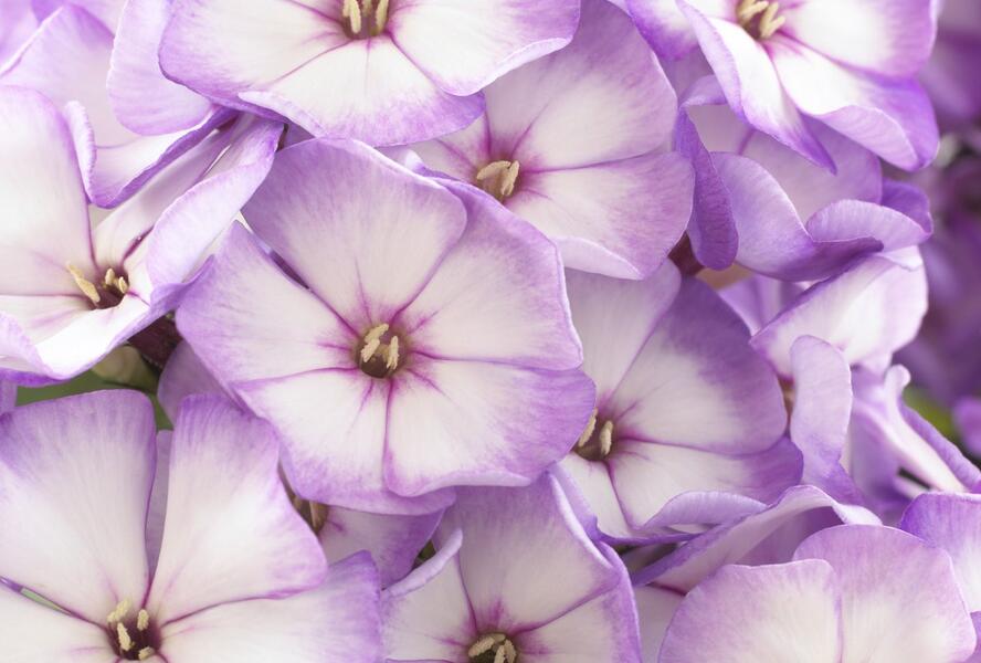 Plamenka latnatá 'Sweet Summer Purple Bicolor' - Phlox paniculata 'Sweet Summer Purple Bicolor'