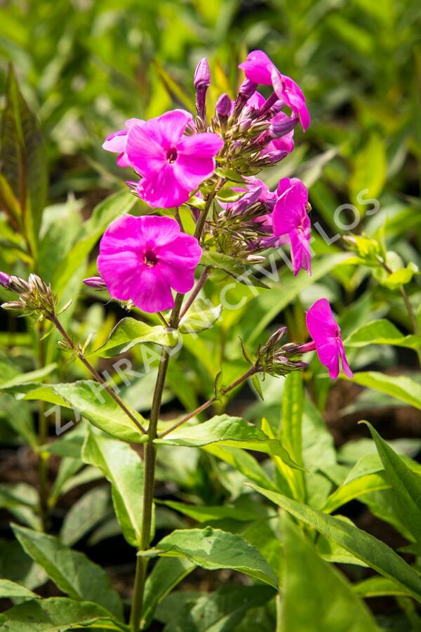 Plamenka latnatá 'Peacock Lilac' - Phlox paniculata 'Peacock Lilac'