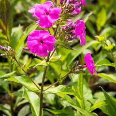 Plamenka latnatá 'Peacock Lilac' - Phlox paniculata 'Peacock Lilac'