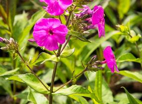 Plamenka latnatá 'Peacock Lilac' - Phlox paniculata 'Peacock Lilac'