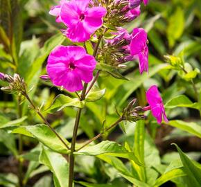 Plamenka latnatá 'Peacock Lilac' - Phlox paniculata 'Peacock Lilac'