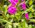 Plamenka latnatá 'Peacock Lilac'