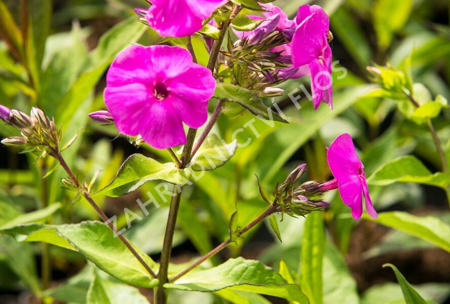 Plamenka latnatá 'Peacock Lilac' - Phlox paniculata 'Peacock Lilac'