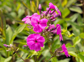 Plamenka latnatá 'Peacock Lilac' - Phlox paniculata 'Peacock Lilac'