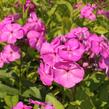 Plamenka latnatá 'Peacock Lilac' - Phlox paniculata 'Peacock Lilac'