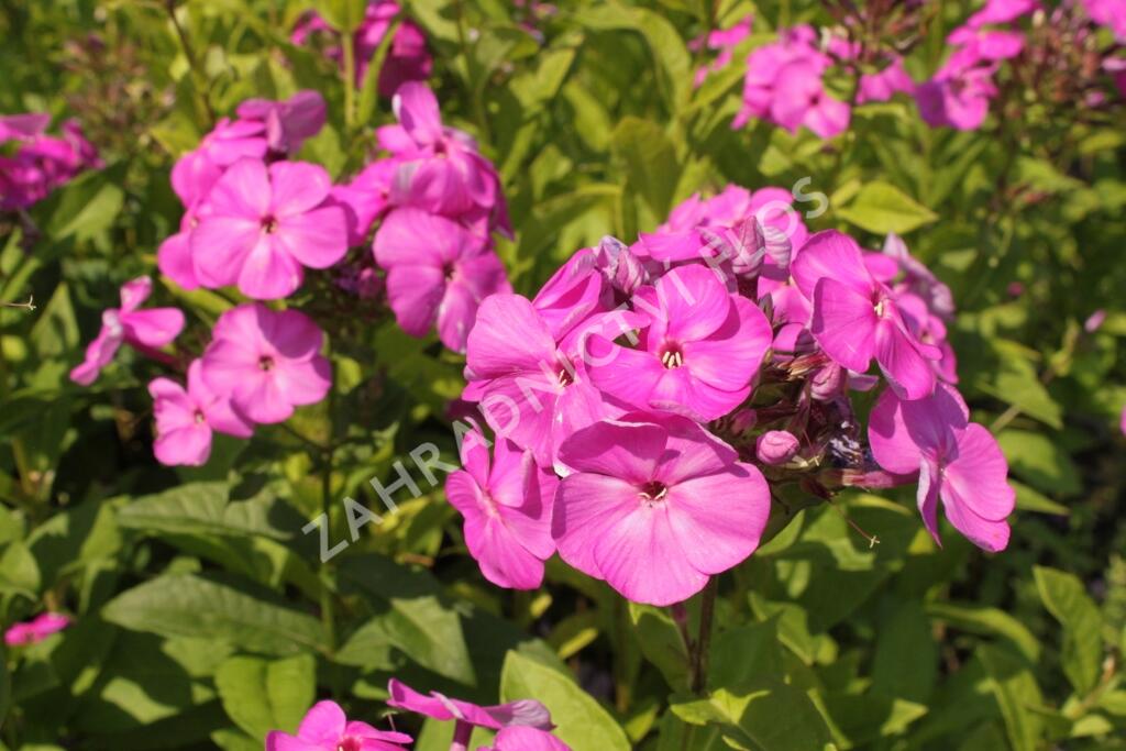 Plamenka latnatá 'Peacock Lilac' - Phlox paniculata 'Peacock Lilac'