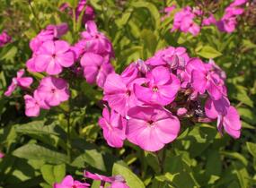 Plamenka latnatá 'Peacock Lilac' - Phlox paniculata 'Peacock Lilac'