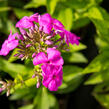 Plamenka latnatá 'Peacock Lilac' - Phlox paniculata 'Peacock Lilac'