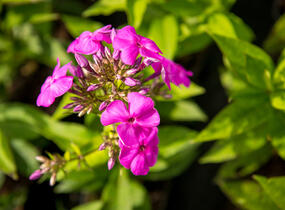 Plamenka latnatá 'Peacock Lilac' - Phlox paniculata 'Peacock Lilac'