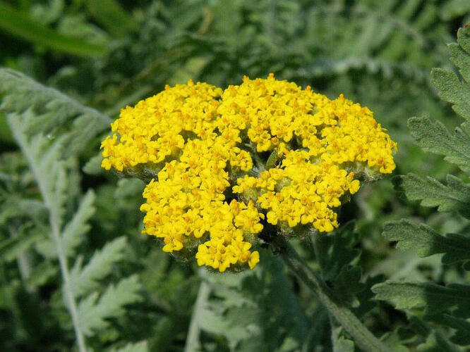 Řebříček tařinkový - Achillea clypeolata