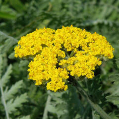 Řebříček tařinkový - Achillea clypeolata