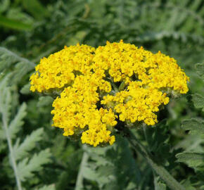 Řebříček tařinkový - Achillea clypeolata