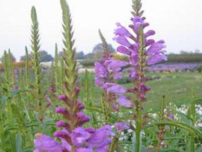 Včelník virginský 'Vivid' - Physostegia virginiana 'Vivid'