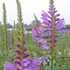 Včelník virginský 'Vivid' - Physostegia virginiana 'Vivid'