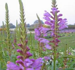 Včelník virginský 'Vivid' - Physostegia virginiana 'Vivid'