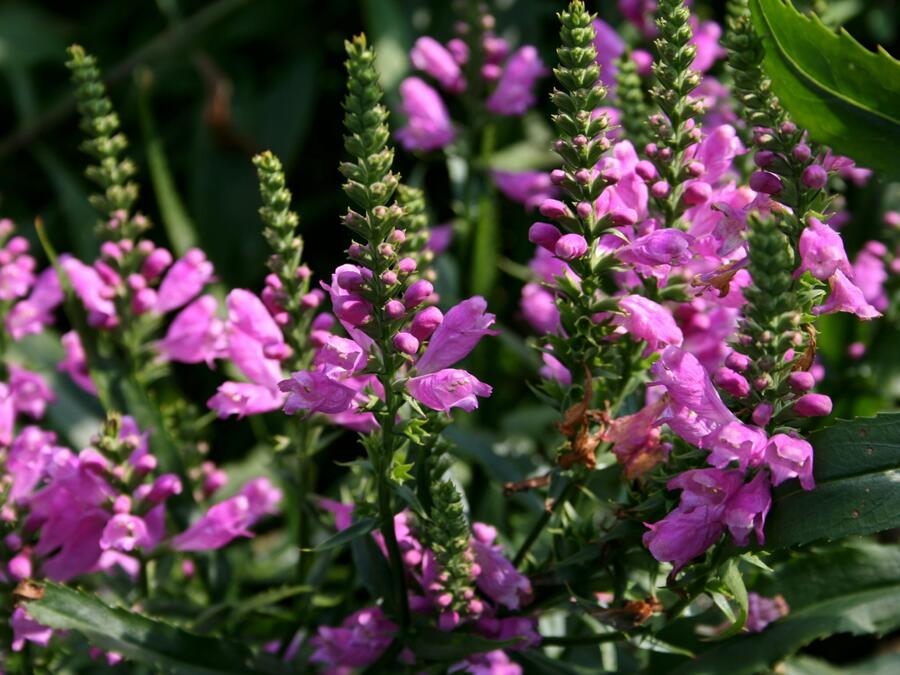 Včelník virginský 'Vivid' - Physostegia virginiana 'Vivid'