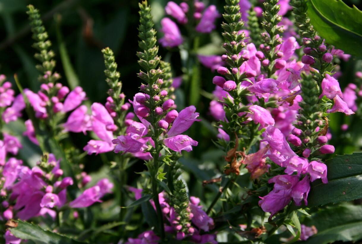 Včelník virginský 'Vivid' - Physostegia virginiana 'Vivid'