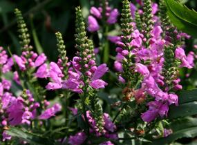 Včelník virginský 'Vivid' - Physostegia virginiana 'Vivid'