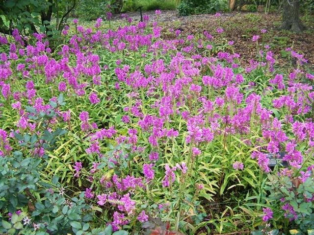 Včelník virginský 'Vivid' - Physostegia virginiana 'Vivid'