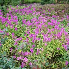 Včelník virginský 'Vivid' - Physostegia virginiana 'Vivid'