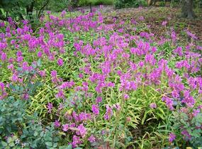 Včelník virginský 'Vivid' - Physostegia virginiana 'Vivid'