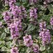 Zběhovec plazivý 'Rosea' - Ajuga reptans 'Rosea'