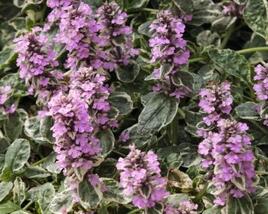 Zběhovec plazivý 'Rosea'