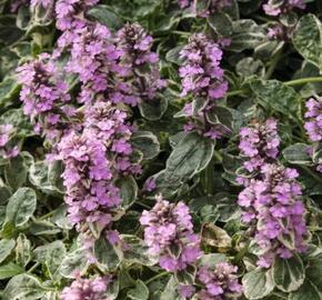 Zběhovec plazivý 'Rosea' - Ajuga reptans 'Rosea'