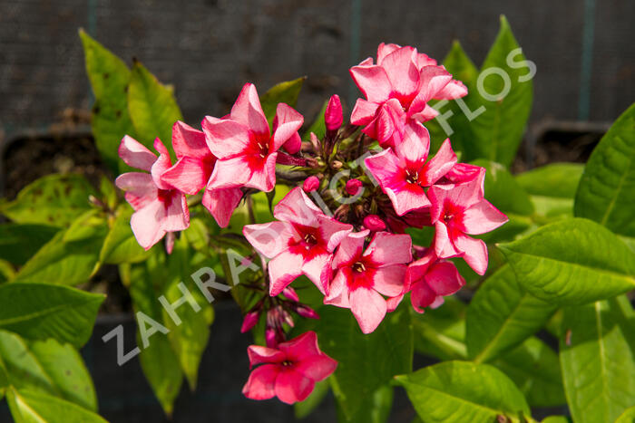 Plamenka latnatá 'Peacock Neon Purple' - Phlox paniculata 'Peacock Neon Purple'