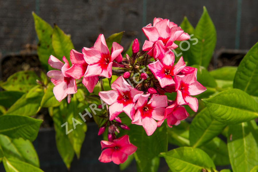 Plamenka latnatá 'Peacock Neon Purple' - Phlox paniculata 'Peacock Neon Purple'