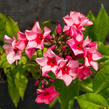 Plamenka latnatá 'Peacock Neon Purple' - Phlox paniculata 'Peacock Neon Purple'